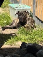 presa canario, Overige rassen, 1 tot 2 jaar, Meerdere dieren, Eén hond