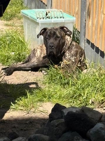 presa canario beschikbaar voor biedingen