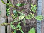 Musa zebrina, Ophalen of Verzenden, Zomer, Overige soorten, Halfschaduw