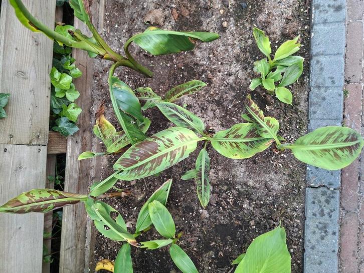 Musa zebrina, Tuin en Terras, Planten | Tuinplanten, Overige soorten, Halfschaduw, Zomer, Ophalen of Verzenden
