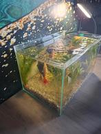 Aquarium met goud vissen, Dieren en Toebehoren, Vissen | Aquariumvissen, Vis