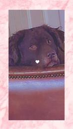 Friesche Wetterhoun, Diensten en Vakmensen, Dieren | Honden | Verzorging, Oppas en Les, Particuliere oppas