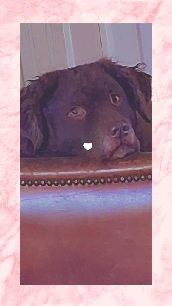 Friesche Wetterhoun, Diensten en Vakmensen, Dieren | Honden | Verzorging, Oppas en Les, Particuliere oppas