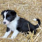 Border collie pups met stamboom., Rabiës (hondsdolheid), 8 tot 15 weken, Collie, Meerdere