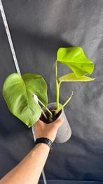 Monstera Borsigiana Variegata Alba - Nr 26, Huis en Inrichting, Kamerplanten, Ophalen of Verzenden, Overige soorten, Minder dan 100 cm