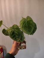Syngonium Macrophyllum stekken (2x), Overige soorten, Minder dan 100 cm, Groene kamerplant, Halfschaduw