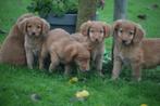 Nova Scotia Duck Tolling retriever pup, Dieren en Toebehoren, Honden | Retrievers, Spaniëls en Waterhonden, België, Overige rassen