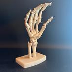 Medisch Anatomisch model menselijke hand, Ophalen of Verzenden