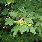 Veldesdoorn, Spaanse aak, bekend van de propellertjes zaden, Tuin en Terras, Planten | Struiken en Hagen, Ophalen, Esdoorn, 100 tot 250 cm