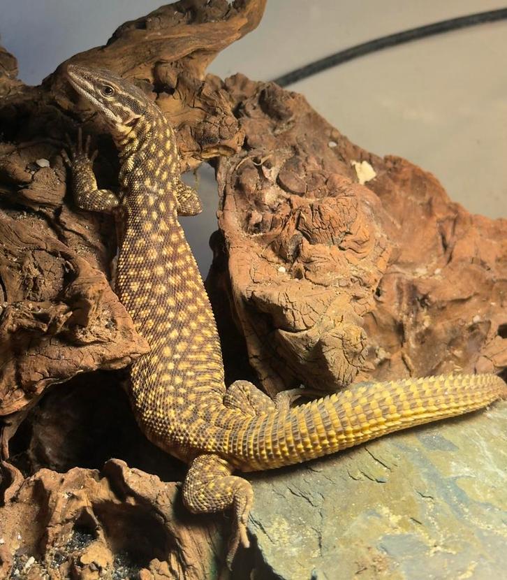 Ackie Monitor Red Yellow