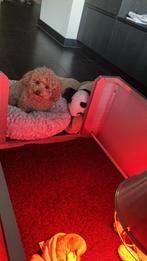 Toy poedel pup abrikoos️, Dieren en Toebehoren, Poedel, Parvo, Reu, 8 tot 15 weken