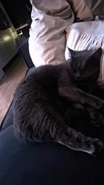 Britse kort haar poes, Dieren en Toebehoren, Poes