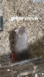 Gerbils, December, Meerdere dieren, Overige typen, Tam