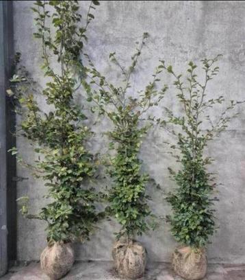 Groene beukenhagen met kluit beschikbaar voor biedingen