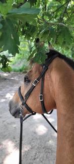 Plek vrij pensionstal Cromvoirt en unieke kans  A-B-C pony, Dieren en Toebehoren, Stalling en Weidegang, Stalling, 2 of 3 paarden of pony's