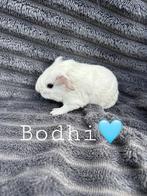 CH-teddy beren koppeltje, Dieren en Toebehoren, Knaagdieren, Oktober, Mannelijk, Cavia