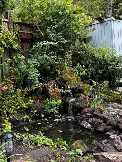 Vijver aangeboden voor vissen (GRATIS), Dieren en Toebehoren, Vissen | Vijvervissen, Goudvis(sen)