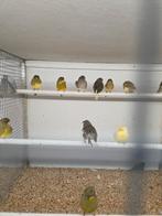 Gloster kanaries, Meerdere dieren, Kleurkanarie