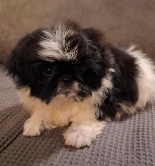 Mooi boomer reutje, Dieren en Toebehoren, Honden | Chihuahua's en Gezelschapshonden, Reu, Overige rassen, Particulier, Eén hond