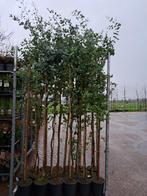 Eucalyptus gunnii bomen 225 cm hoog! Bladhoudende struiken, Tuin en Terras, Planten | Bomen, In pot, Halfschaduw, Zomer, Zuilboom