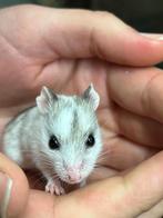 Chinese dwerghamster | Jonge diertjes | Goed tam te maken, Hamster, Meerdere dieren, Tam, Oktober