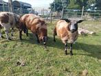 3 nederlands bonte rammen! gecertificeerd, Dieren en Toebehoren, Schapen, Geiten en Varkens, Mannelijk, Schaap
