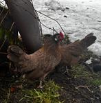 TE KOOP:  Hollandse Kriel 3-1, Meerdere dieren, Kip