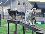 Eén Dwerggeitje en een dwergbokje ( gecastreerd), Dieren en Toebehoren, Schapen, Geiten en Varkens, Meerdere dieren, 0 tot 2 jaar