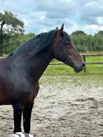 Tijdelijke plek en berijder voor mijn paard (PRE hengst), Ruiter of Bijrijder