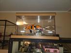 Lego vis in vitrine, Ophalen, Zo goed als nieuw, Complete set, Lego