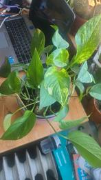 moi pothos, Huis en Inrichting, Kamerplanten, Ophalen, Overige soorten, Minder dan 100 cm