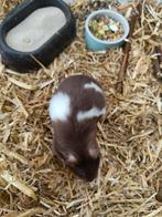 Goudhamster, bruin met wit,  6 maanden oud., Dieren en Toebehoren, Knaagdieren, Februari, Vrouwelijk, Hamster