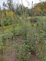 Kurkeik, Quercus super.Groenblijven, Tuin en Terras, Ophalen of Verzenden, Overige soorten