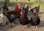 Marans kippen., Vrouwelijk, Kip