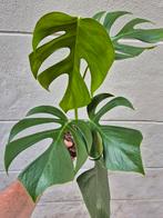 Monstera Sierrana Hawaii p12 (5), Ophalen of Verzenden, Halfschaduw, Minder dan 100 cm