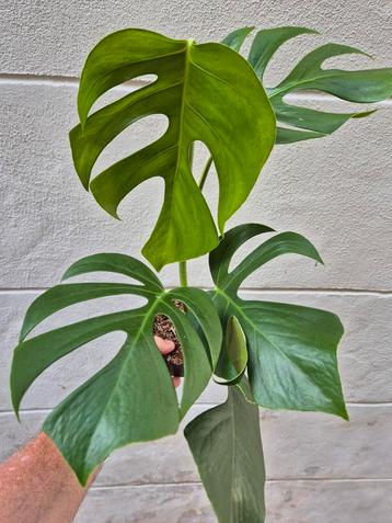 Monstera Sierrana Hawaii p12 (5) beschikbaar voor biedingen