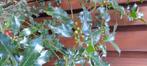 Hulst boomstruiken, Tuin en Terras, Planten | Struiken en Hagen, Ophalen, Hulst, Struik, 100 tot 250 cm