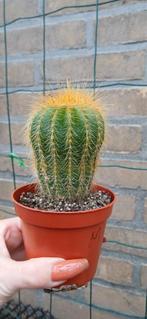 Parodia Leninghausii - Goudkogelcactus in 8cm pot, Tuin en Terras, Planten | Tuinplanten, Ophalen of Verzenden