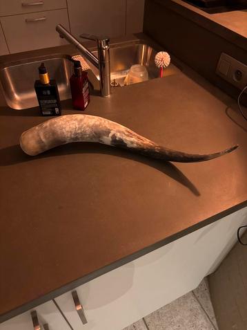 Rundshoorn Decoratie - 60cm beschikbaar voor biedingen