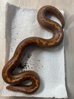 1.1 Eryx colubrinus striped, Dieren en Toebehoren, Reptielen en Amfibieën, Slang, 0 tot 2 jaar