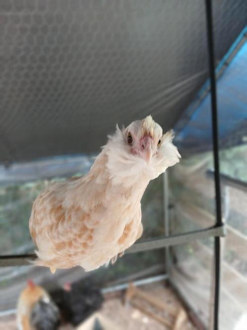 Jonge Brabanter Uilebaard krielen hennen 2025, Dieren en Toebehoren, Pluimvee, Kip, Vrouwelijk