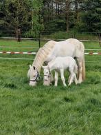 Jaarling wit tinker hengstje, Dieren en Toebehoren, Paarden, Onbeleerd, Hengst, 0 tot 2 jaar