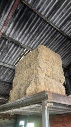 Grote balen hooi, Dieren en Toebehoren, Dierenvoeding, Ophalen, Vee