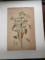 Nees von Esenbeck Capsicum annuum 1828 (Duits), Ophalen of Verzenden