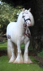 Bloedmooie super lieve 7 jarige tinker ruin, Dieren en Toebehoren, Gechipt, B, Ruin, C pony (1.27m tot 1.37m)