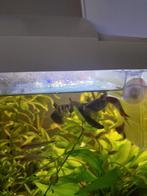 Rouw tetra's, Dieren en Toebehoren, Vis