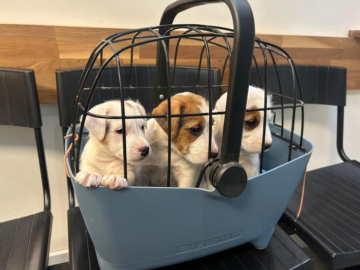 Nog 1 teefje uit het nest, Dieren en Toebehoren, Honden | Niet-rashonden, Klein, Teef, Particulier, Eén hond, Nederland, 8 tot 15 weken