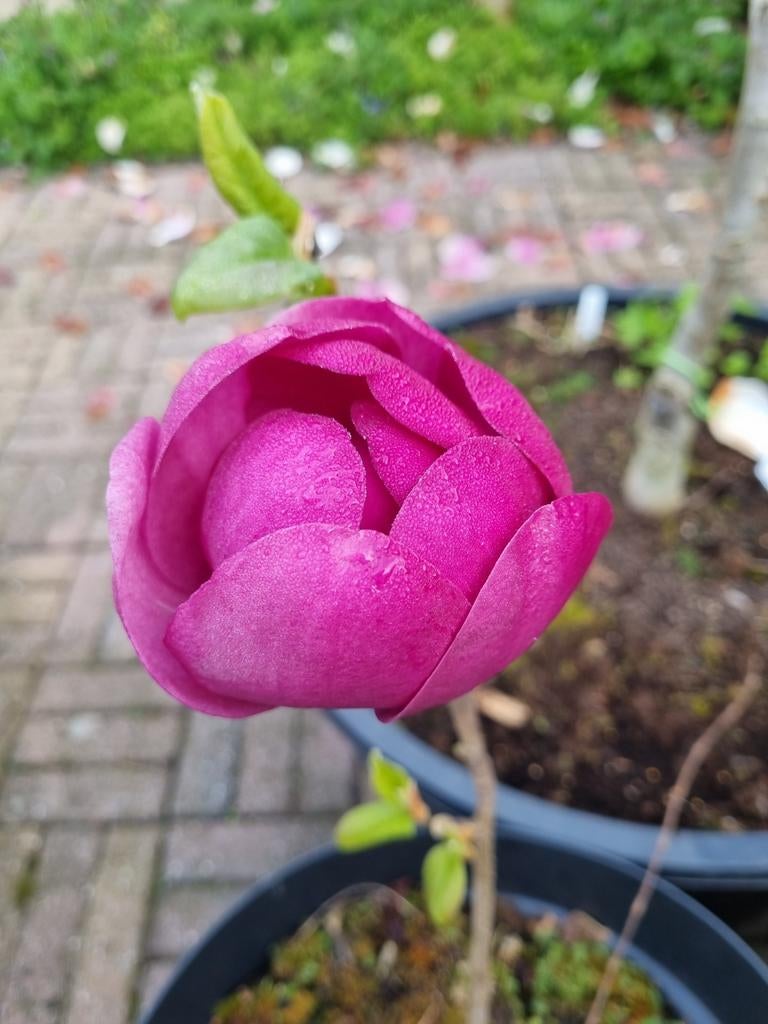 Magnolia Black Tulip donker paarsachtige bloemen, Tuin en Terras, Planten | Bomen, Ophalen of Verzenden
