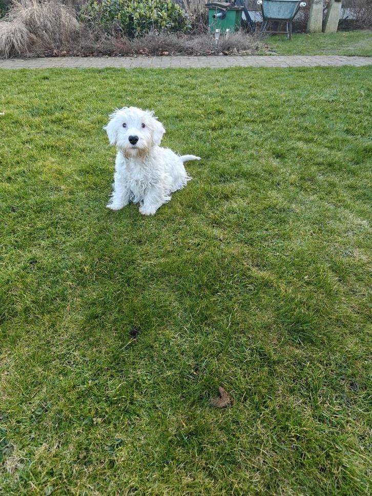 Sealyham Terriër Pups, Dieren en Toebehoren, Honden | Jack Russells en Terriërs, Meerdere dieren, Overige rassen, Particulier