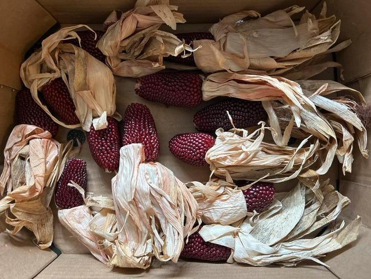 Decoratieve mini rode maiskolven, Hobby en Vrije tijd, Knutselen, Nieuw, Ophalen of Verzenden